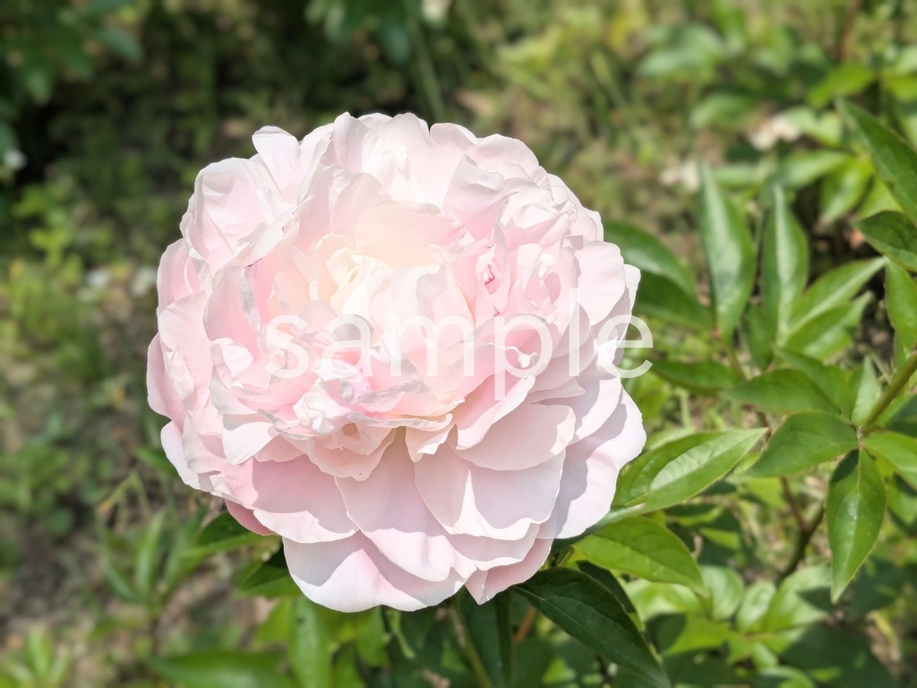 写真素材『薄ピンクのシャクヤク』