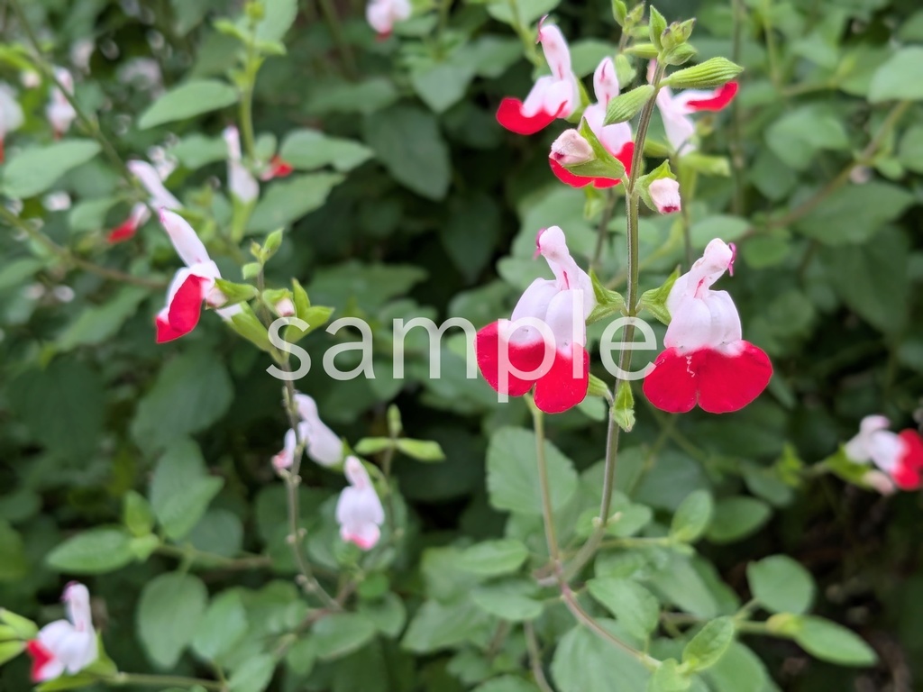 写真素材『チェリーセージ』