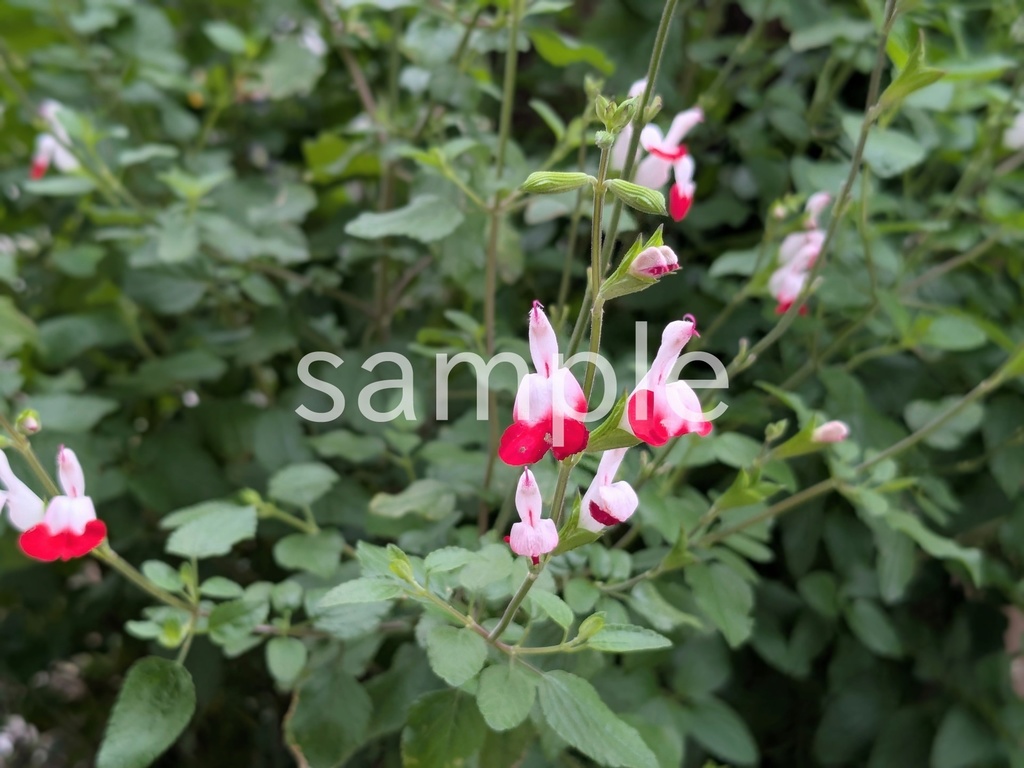 写真素材『チェリーセージ2』