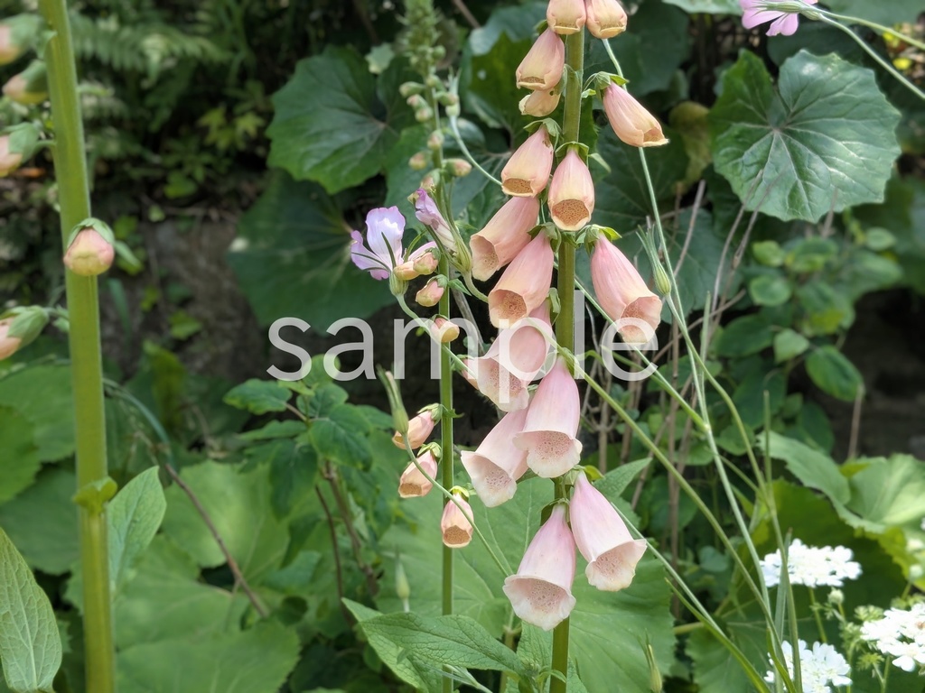 写真素材『薄オレンジのジギタリス』