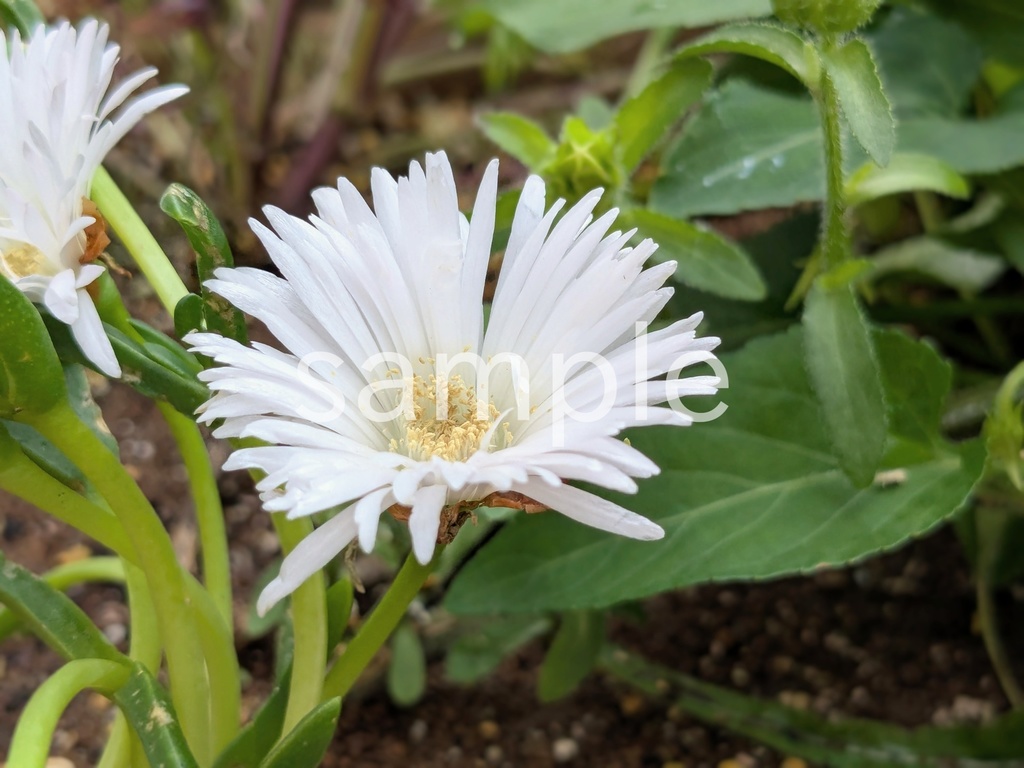 写真素材『白いマツバギク』