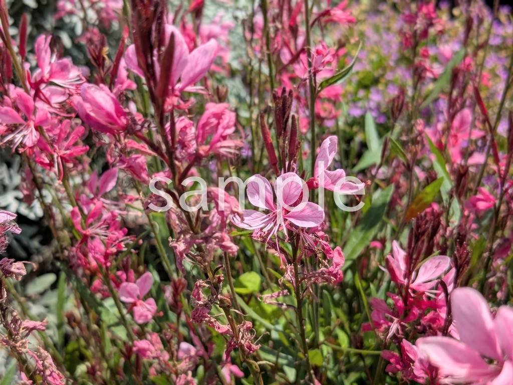 写真素材『ピンクのガウラ』