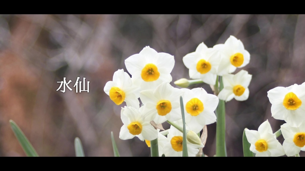 音楽素材『水仙』歌もの曲