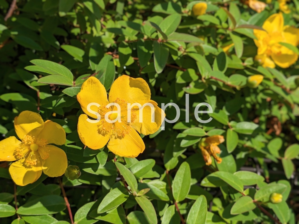 写真素材『キンシバイ2』