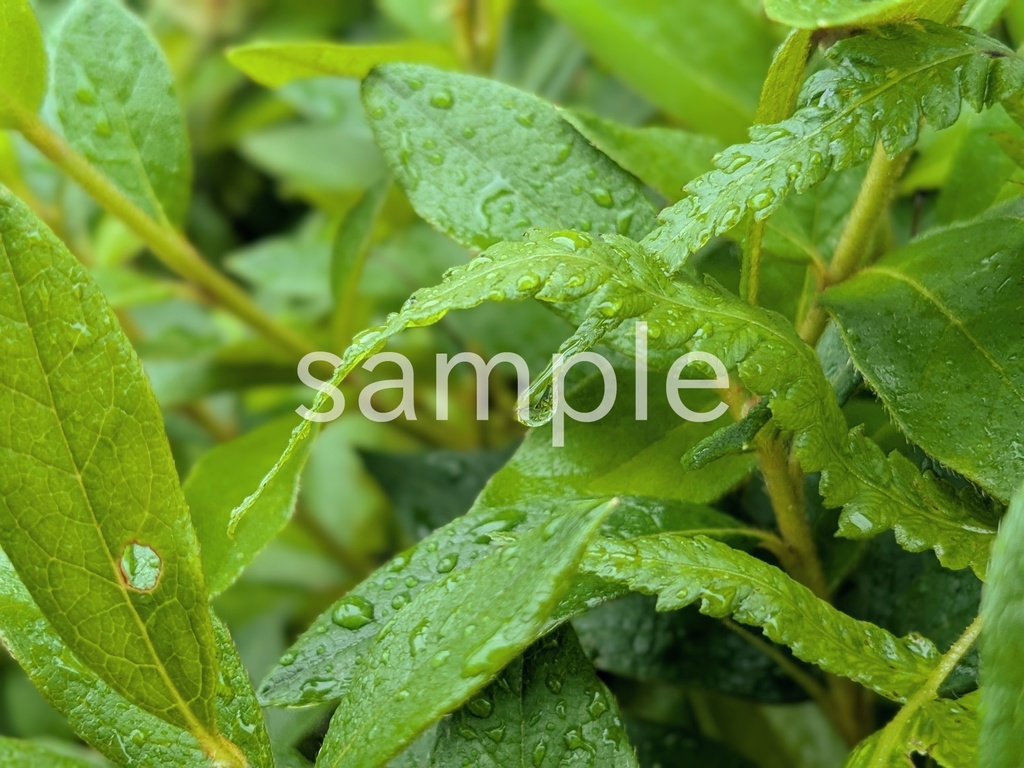 写真素材『雨に濡れた葉』