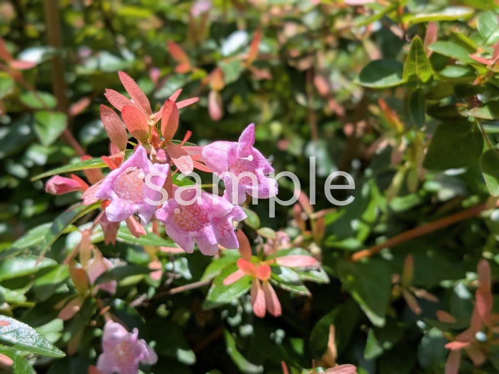 写真素材『ピンクのアベリア』