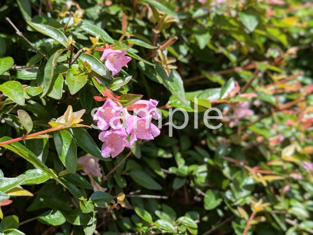 写真素材『ピンクのアベリア2』