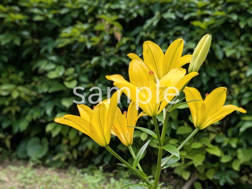 写真素材『黄色いユリ』