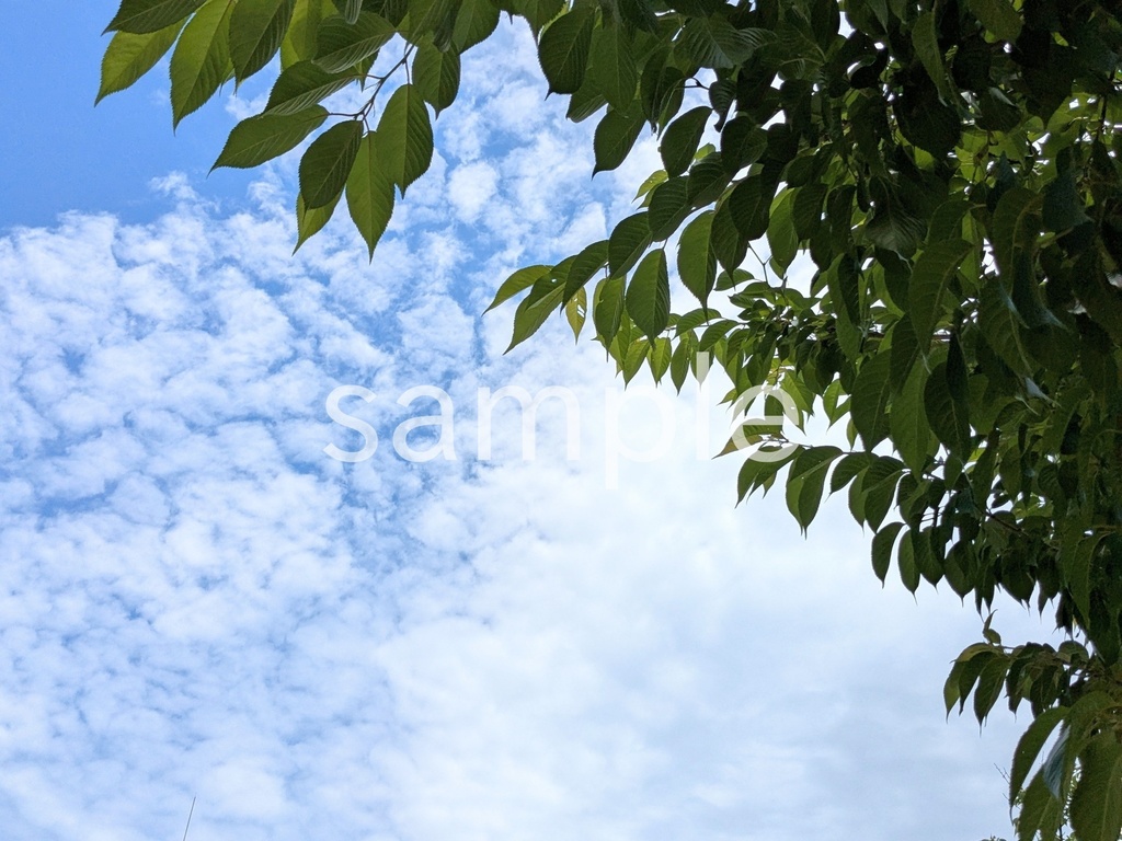 写真素材『空と木の葉』