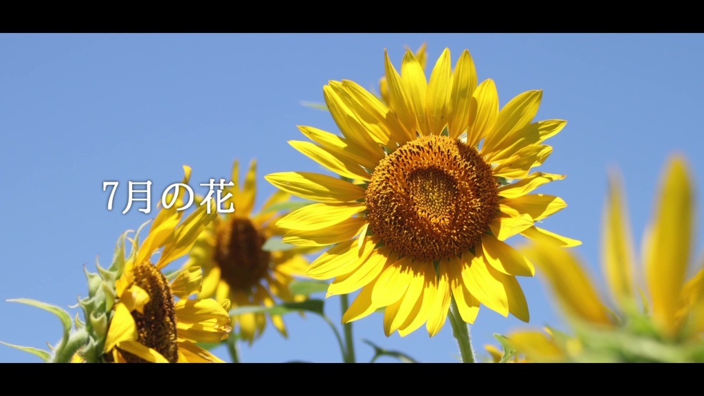 音楽素材『7月の花』歌もの曲