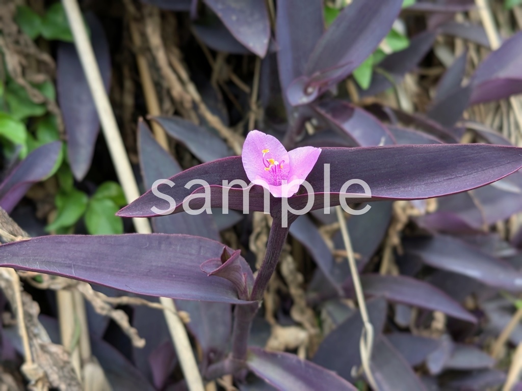 写真素材『ムラサキゴテン』