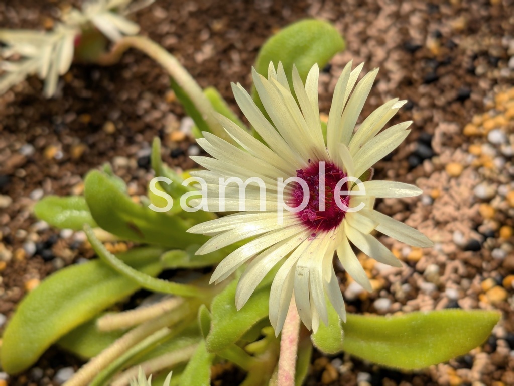 写真素材『黄色いリビングストンデージー』