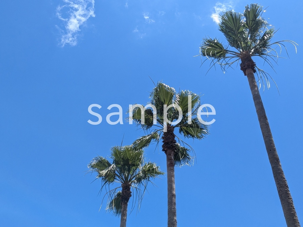 写真素材『夏空とヤシ』