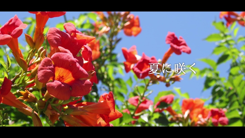 音楽素材『夏に咲く』歌もの曲