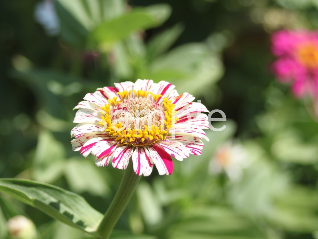 写真素材『絞り咲きヒャクニチソウ2』