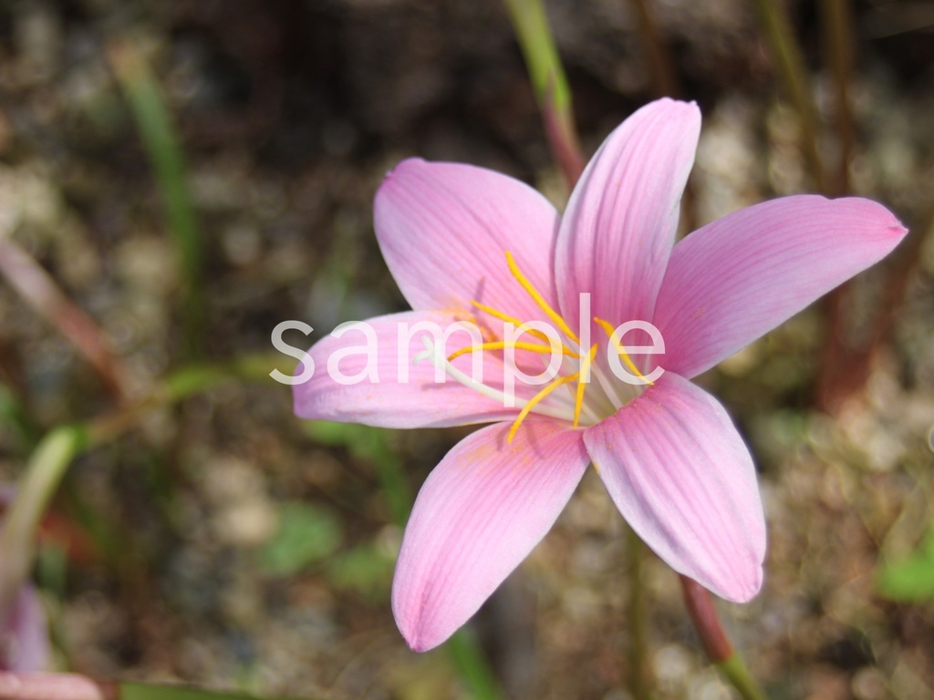 写真素材『サフランモドキ2』