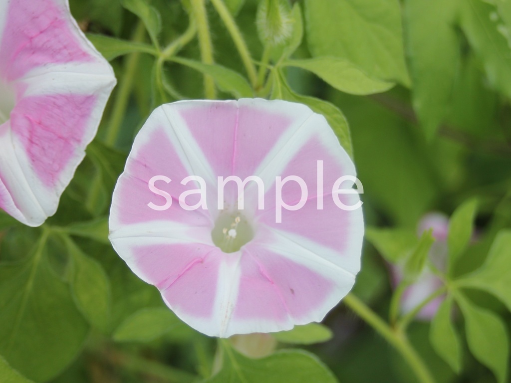 写真素材『ピンクのアサガオ2』