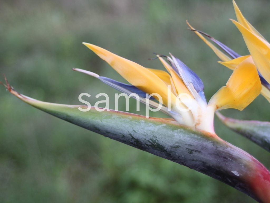 写真素材『黄色いストレリチア』