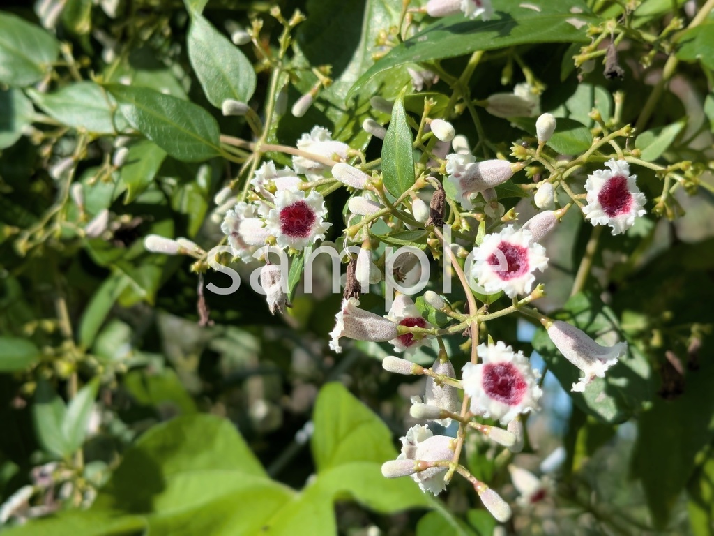 写真素材『ヘクソカズラ2』