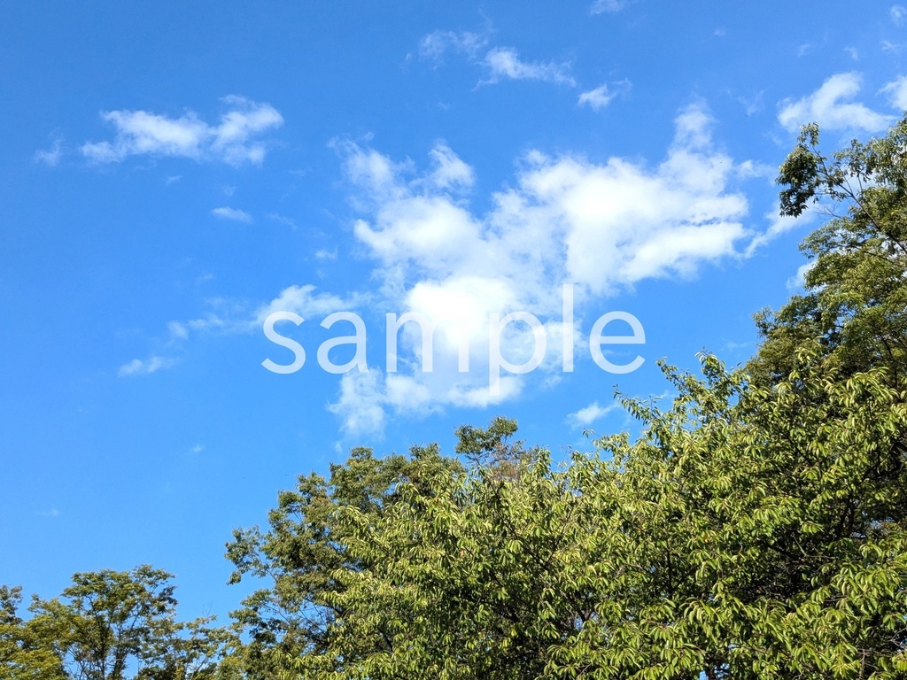 写真素材『夏空と木々』