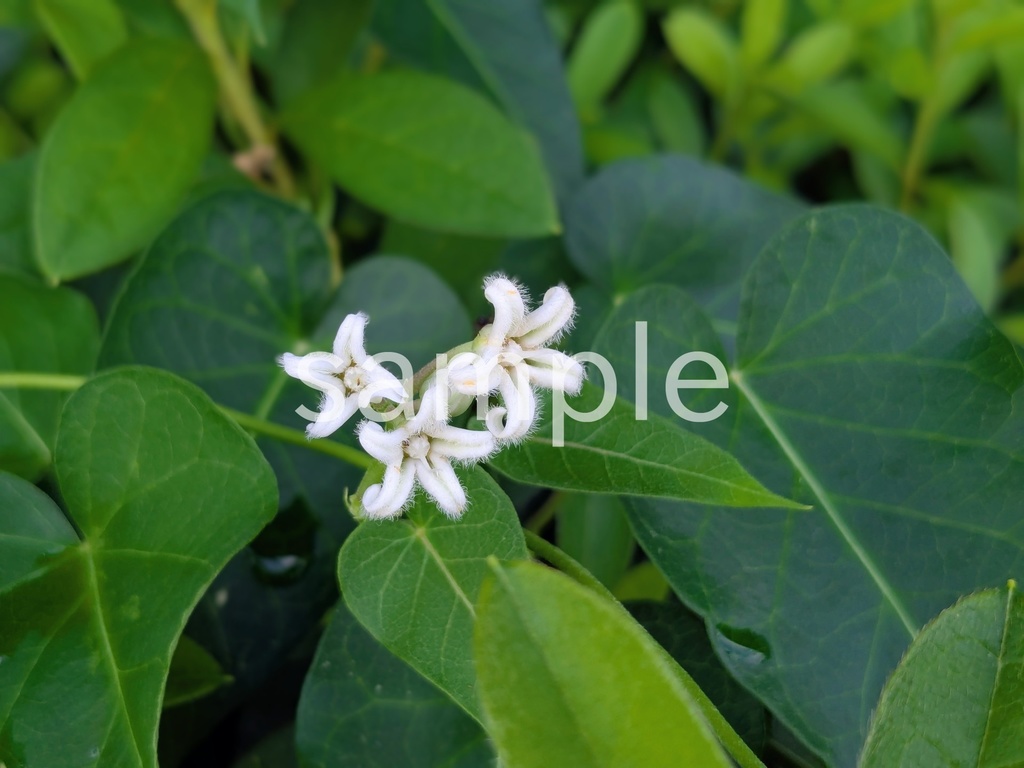 写真素材『ガガイモ』