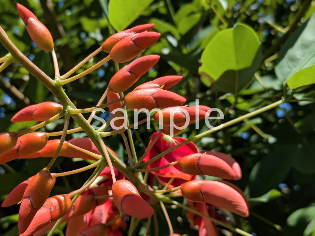 写真素材『アメリカデイゴの蕾』