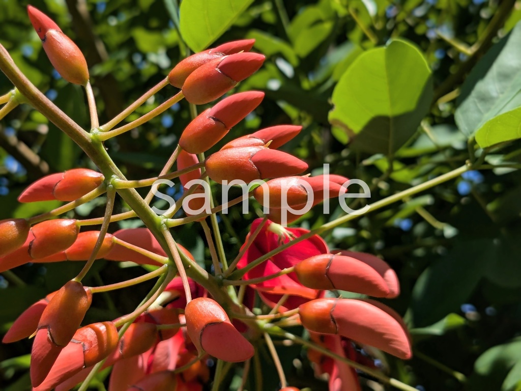 写真素材『アメリカデイゴの蕾』