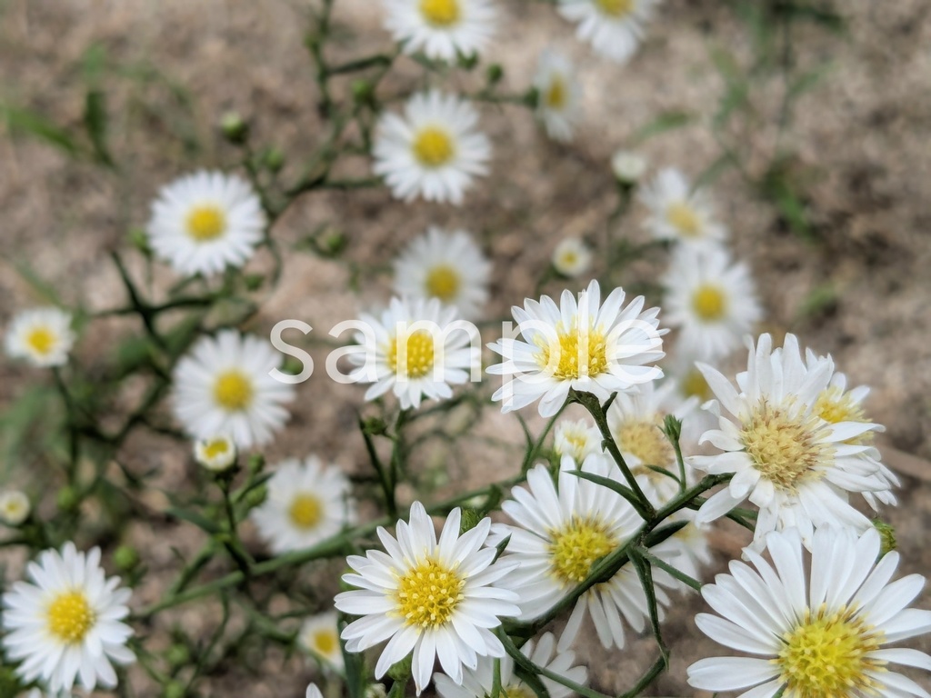 写真素材『白い孔雀草2』