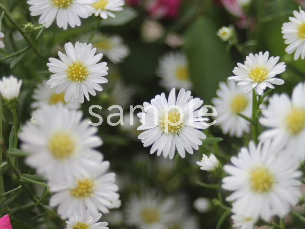 写真素材『白い孔雀草3』