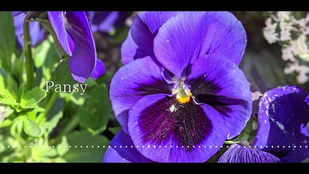 音楽素材『Pansy』BGM曲