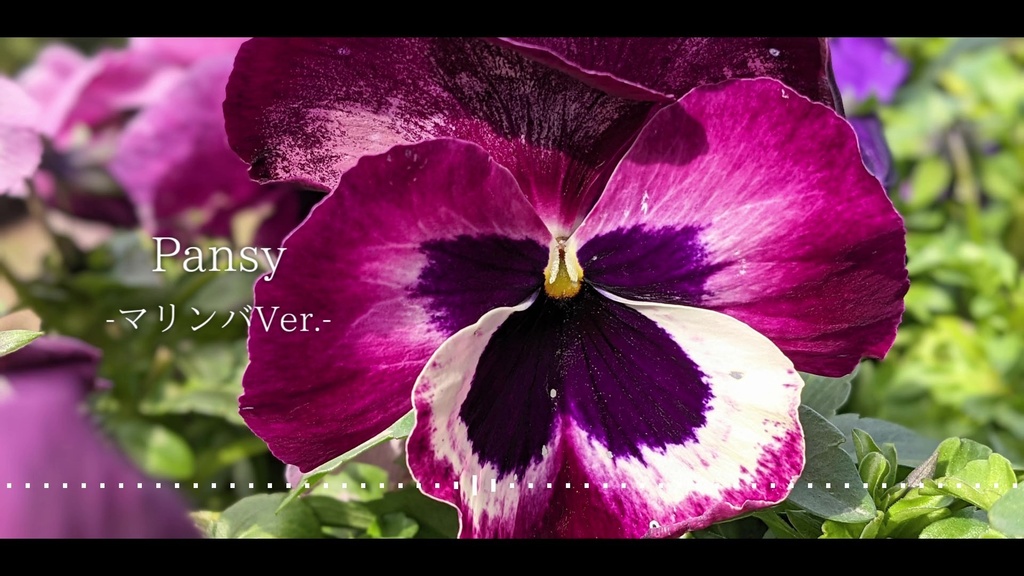 音楽素材『Pansy-マリンバVer.-』BGM曲