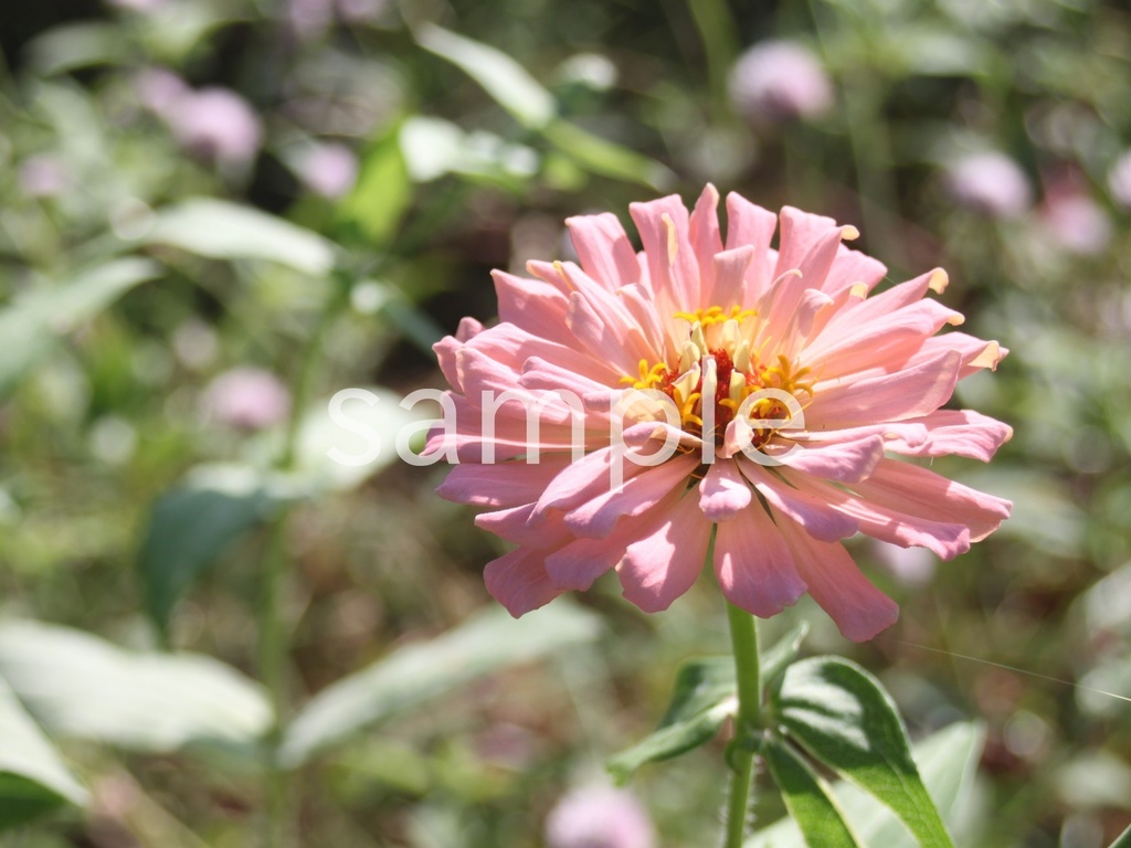 写真素材『ピンクのヒャクニチソウ5』