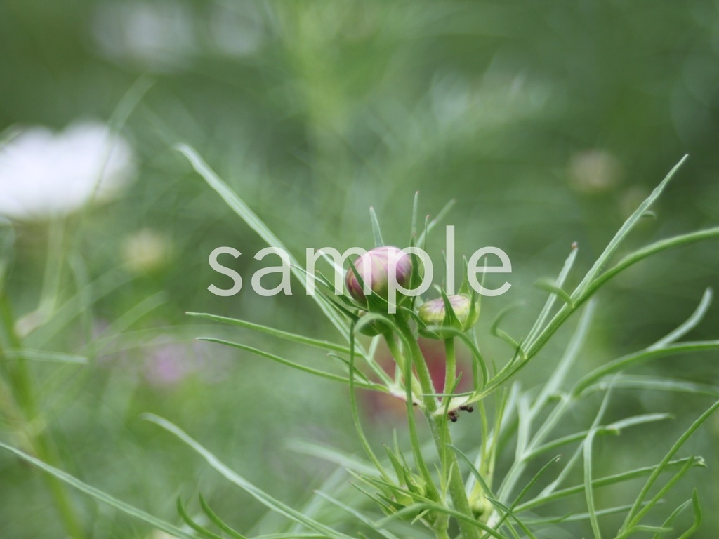 写真素材『コスモスの蕾』