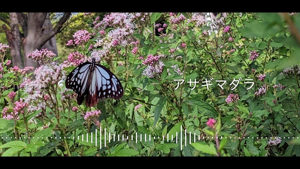音楽素材『アサギマダラ』BGM曲