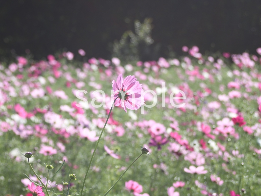 写真素材『コスモス畑』
