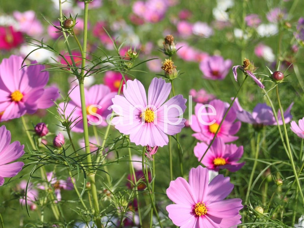 写真素材『ピンクのコスモス6』