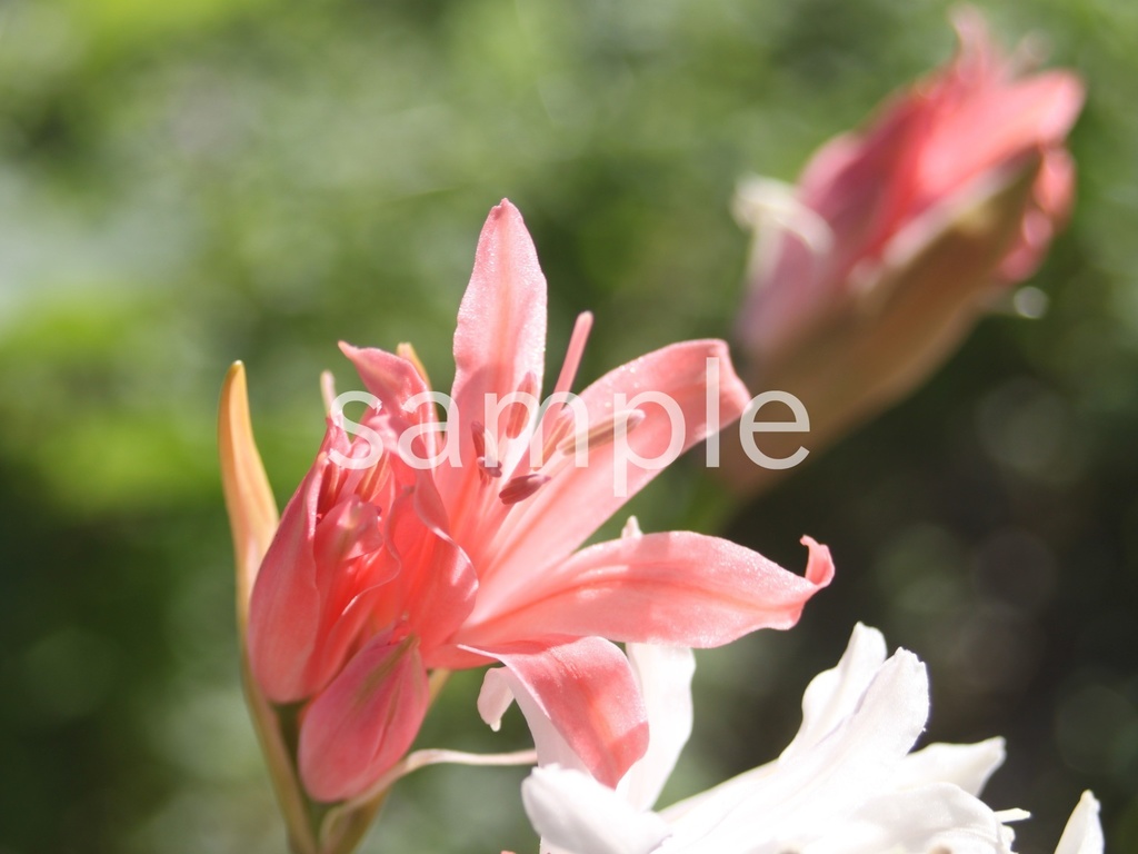 写真素材『ピンクのネリネ』