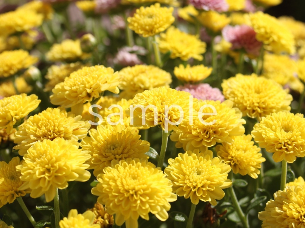 写真素材『黄色い小ギク2』