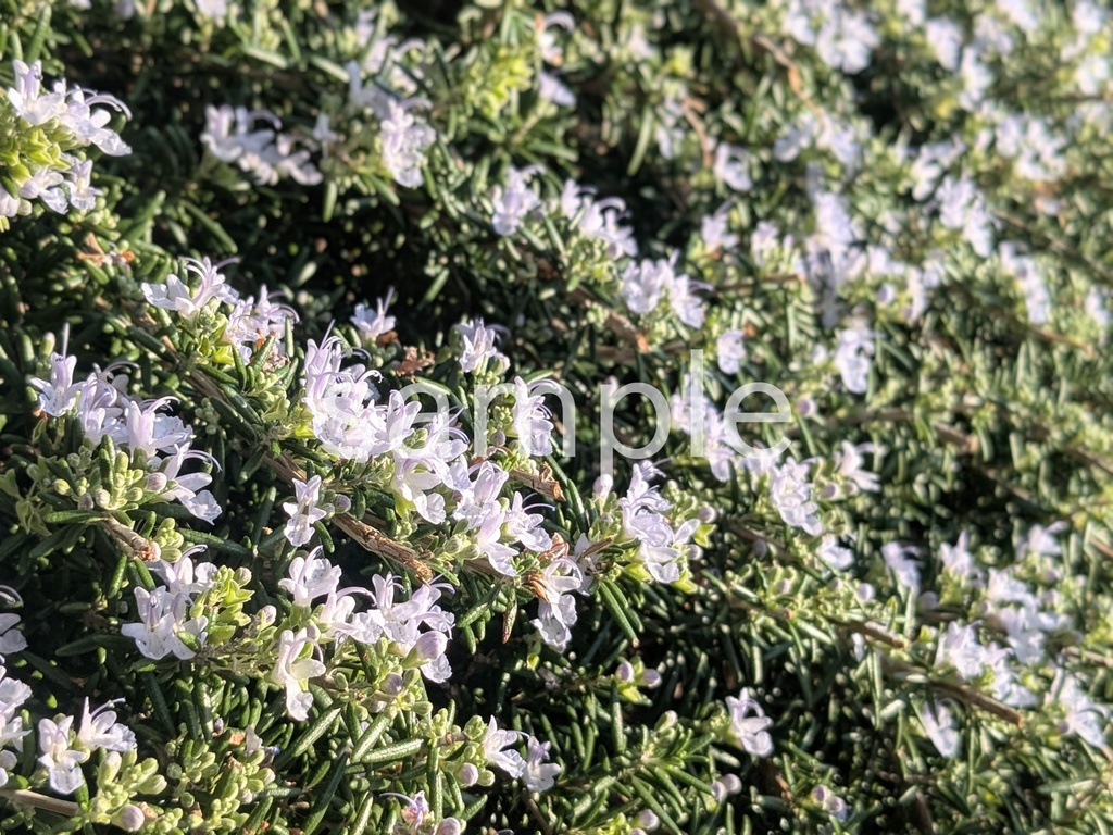 写真素材『ローズマリー6』