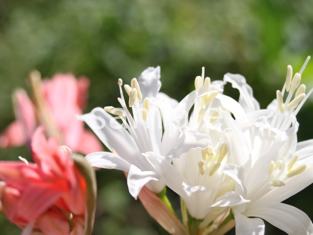 写真素材『白いネリネ』