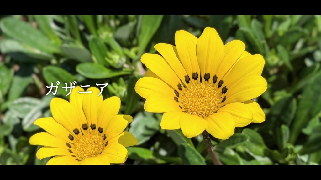 音楽素材『ガザニア』歌もの曲