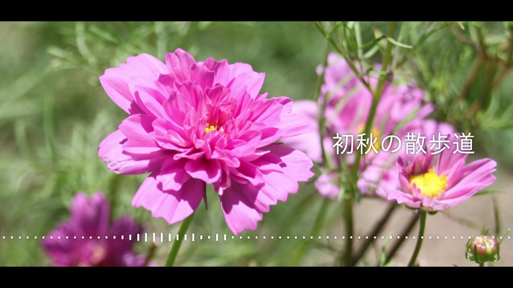 音楽素材『初秋の散歩道』BGM曲