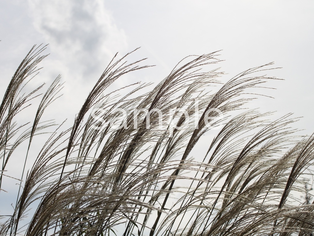 写真素材『曇り空とススキ』