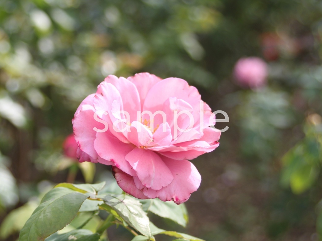 写真素材『ピンクの秋バラ2』