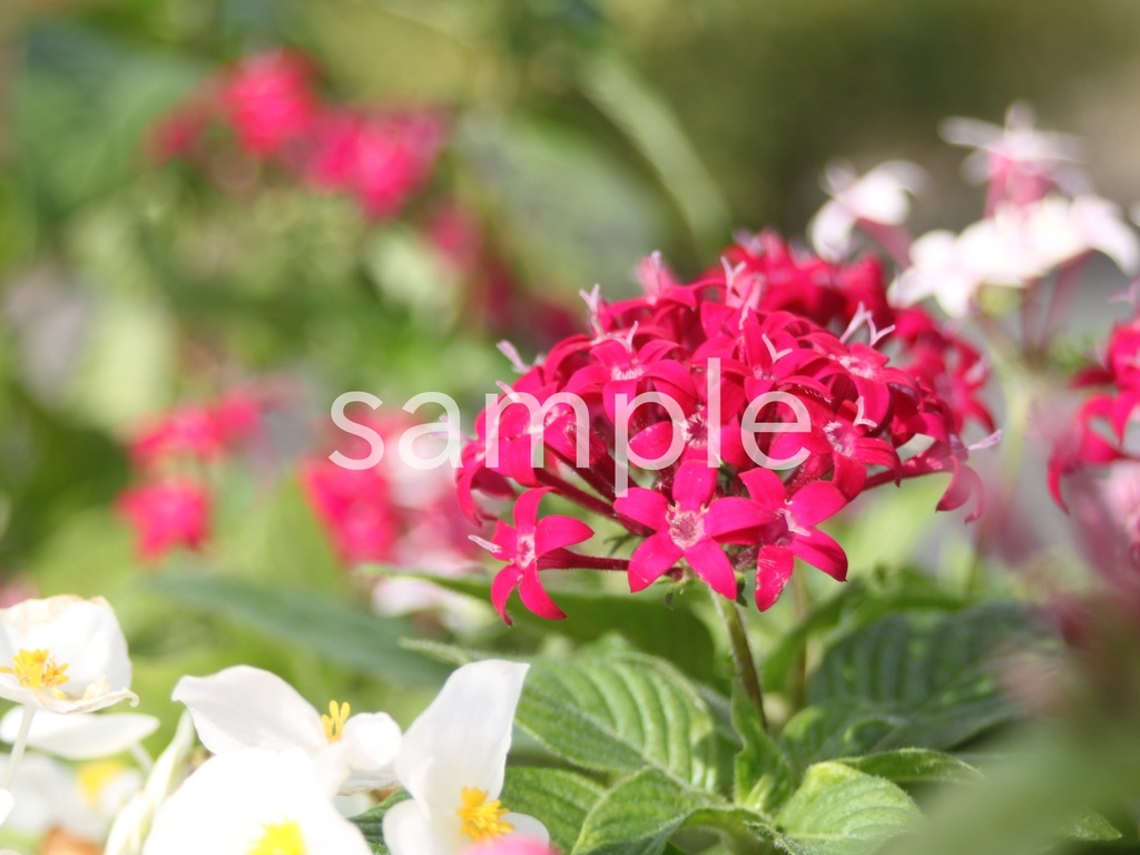 写真素材『濃いピンクのペンタス2』