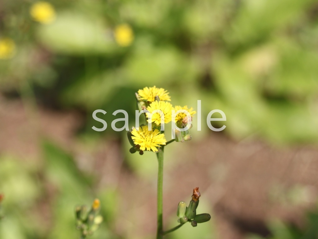 写真素材『オニタビラコ』