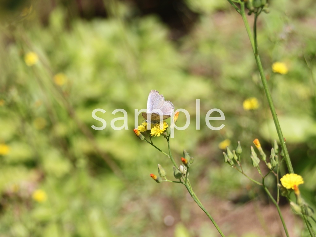 写真素材『シジミチョウとオニタビラコ』