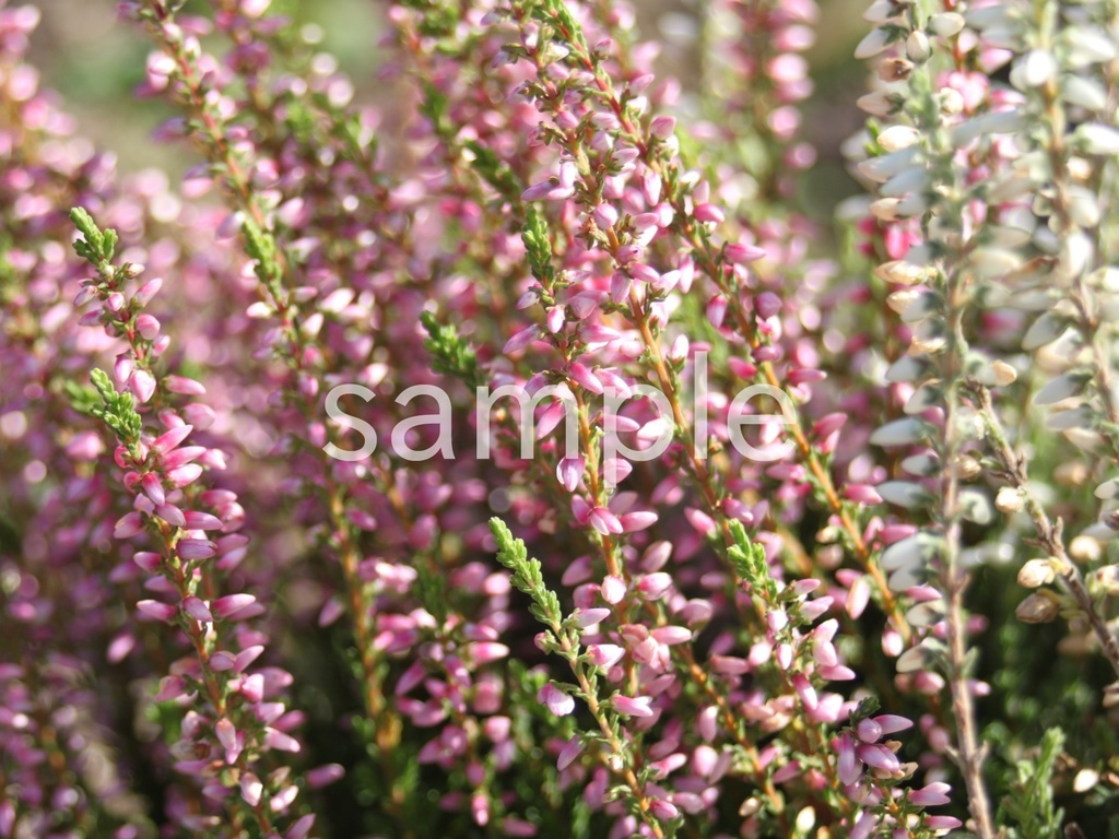 写真素材『ピンクのカルーナ』