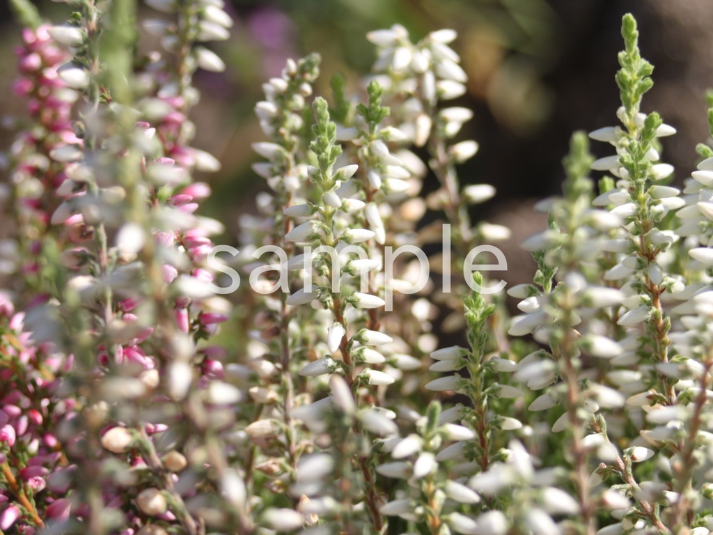 写真素材『白いカルーナ』