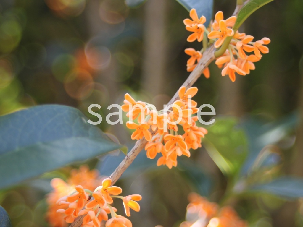 写真素材『キンモクセイ3』